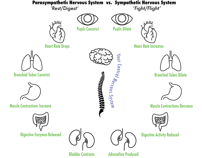 Your Immune System Thanks Your Chiropractor